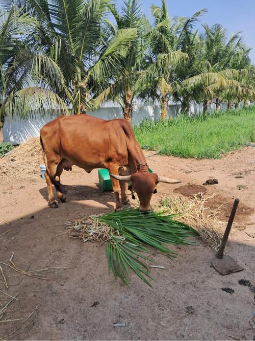 ગાય વેચવાની છે
