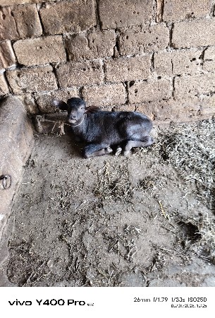 थंबनेल 3