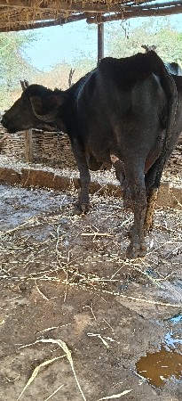 ખડેલી વેસવાની છે