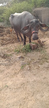 ભેંસ વેચવાની છે