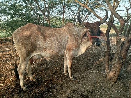 ગાય વેચવાની છે