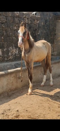 pyor kathayavadi vchero