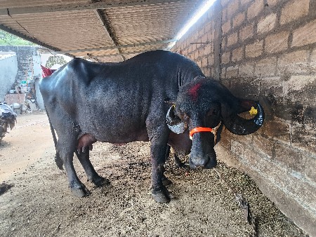 2 જુ વેતર ફુલ જાફરાબાદી પ્યૉર