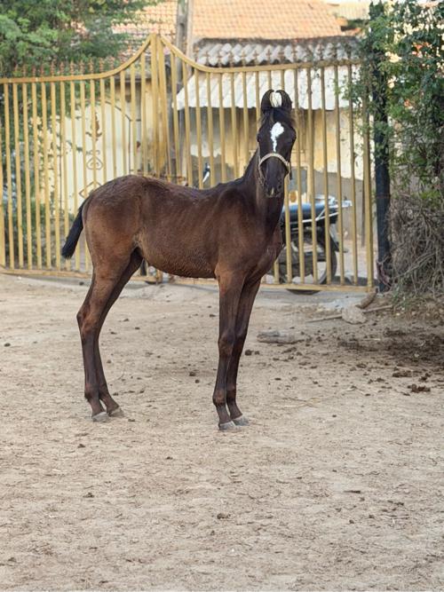 3 વછૈરી લાયન છે.