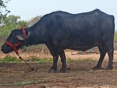 थंबनेल 3