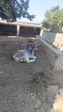 ગોંડલમાં વેસવાનાછે