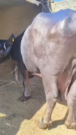 ભેંસ વેચવાની છે