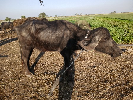 ખડેલી વેચવાની છે