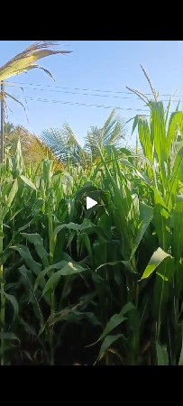 લીલી મકાય વેચવાની છે