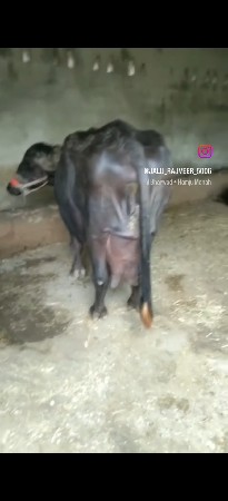 थंबनेल 3