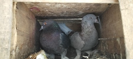 थंबनेल 3