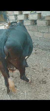 ગાય વેસવા ની છે