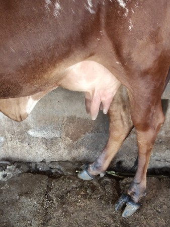 ગાય વેચવાની છે