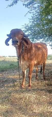 थंबनेल 2