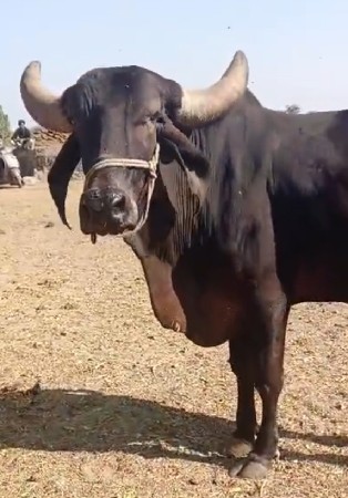 ગાય વેચવાની છે