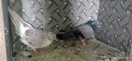 joto vechvano se full