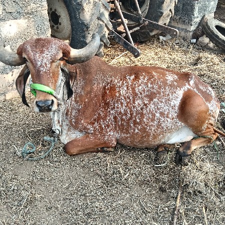 थंबनेल 3