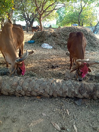 બળદ વેચવાના છે