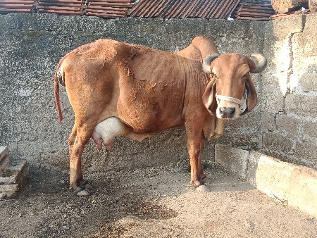 વેચવાની છે