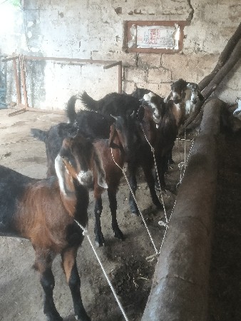 બકરા વેચવાના છે