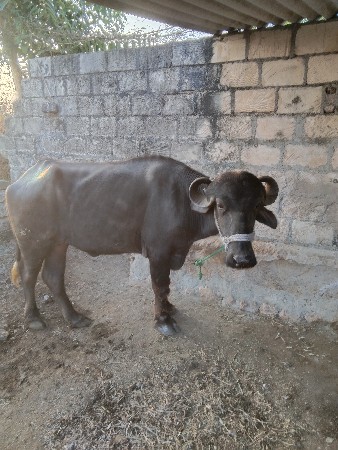 ખડેલી વેચવાની છે