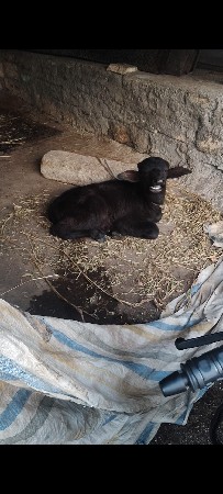 थंबनेल 3