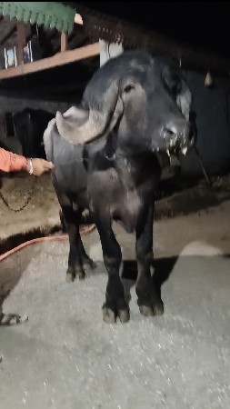 थंबनेल 3