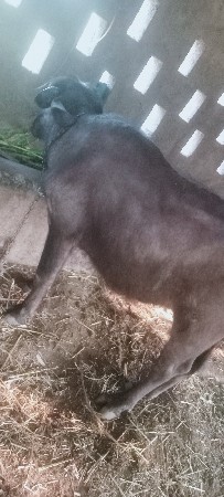 3 ખડેલી છે