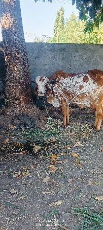 થંબનેલ 6