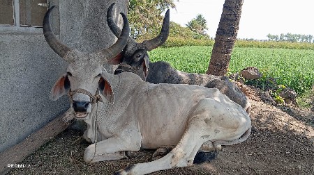 બળદ વેચવાના છે