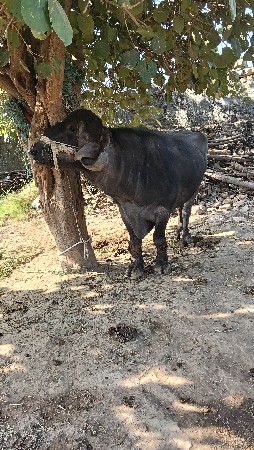 થંબનેલ 3