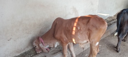 વાસડો આપવાનો છે