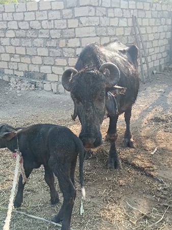 थंबनेल 2