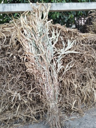 જુવાર ની સાર વેશવાની છે