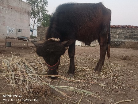 થંબનેલ 3