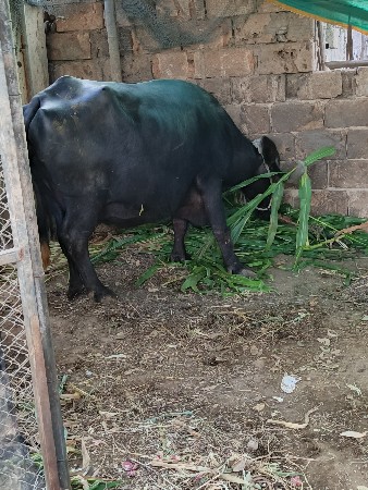 थंबनेल 3