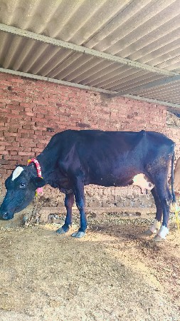 વાસડો નથી