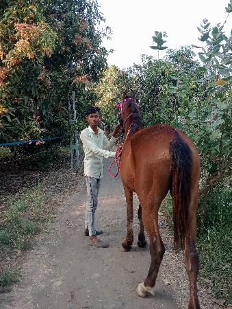 થંબનેલ 3