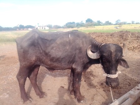 ખડેલી ના સાટા કરવાના છે