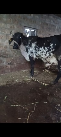 थंबनेल 5