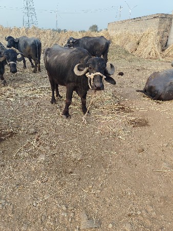 ભેંશ વેચવાનું છે 3 મહીના ગાભ