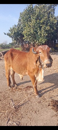 વેચવાનો છે