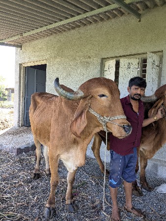 બળદ વેચવાના છે