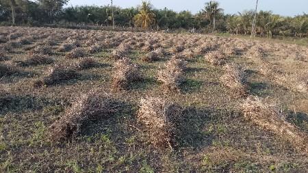 જુવાર ના પુરા