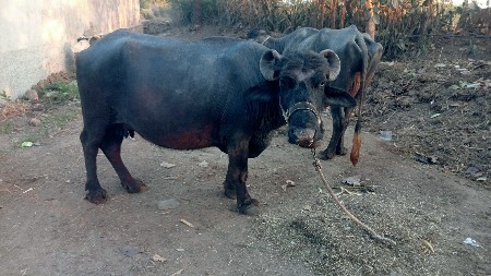 थंबनेल 3