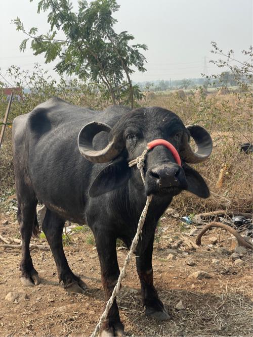 ભેંસ વેચવાની છે