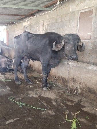 ખડેલી વેચવાની છે