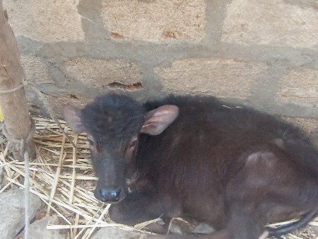 थंबनेल 3