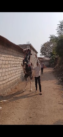 વસેરો વેચવા નો છે