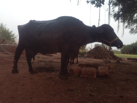 थंबनेल 2